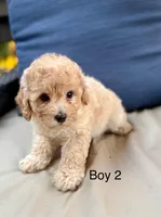 Gunner, a male Cockapoo and Poodle - Miniature  for sale in Wellford, SC – Photo 2 of 5