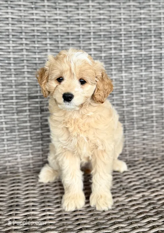 Bella – Cockapoo puppy for sale in Wellford, SC