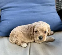 Daniel, a male Cockapoo for sale in Wellford, SC – Photo 1 of 2