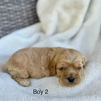Daniel, a male Cockapoo for sale in Wellford, SC – Photo 2 of 2
