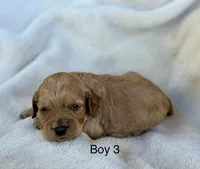 Gus, a male Cockapoo for sale in Wellford, SC – Photo 2 of 2