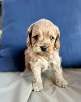 Gus, a male Cockapoo for sale in Wellford, SC – Photo 1 of 2