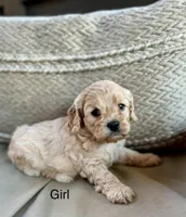 Sophie, a female Cockapoo for sale in Wellford, SC – Photo 2 of 3