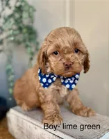 Teddy, a male Cockapoo for sale in Wellford, SC – Photo 1 of 2