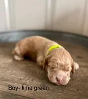 Teddy, a male Cockapoo for sale in Wellford, SC – Photo 2 of 2