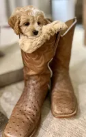 Bella, a female Cockapoo for sale in Wellford, SC – 2 of 5