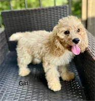 Marlie, a female Cockapoo and Poodle - Miniature  for sale in Wellford, SC – Photo 1 of 5