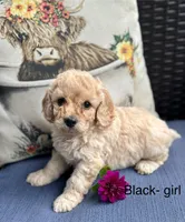 Marlie, a female Cockapoo and Poodle - Miniature  for sale in Wellford, SC – Photo 3 of 5