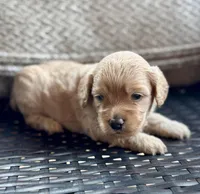 Marlie, a female Cockapoo and Poodle - Miniature  for sale in Wellford, SC – Photo 4 of 5