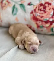 Marlie, a female Cockapoo and Poodle - Miniature  for sale in Wellford, SC – Photo 5 of 5