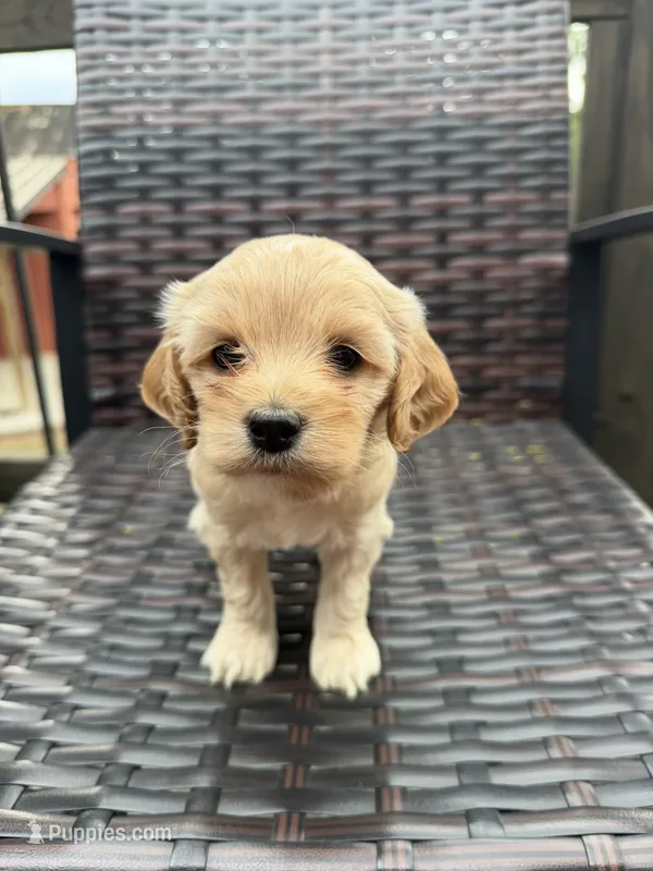 Nella – Cockapoo puppy for sale in Wellford, SC
