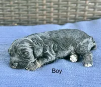 Rocko, a male Cockapoo for sale in Wellford, SC – Photo 5 of 6