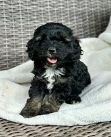 Rocko, a male Cockapoo for sale in Wellford, SC – Photo 2 of 6