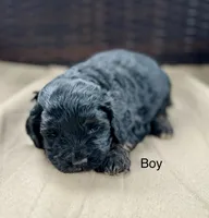 Rocko, a male Cockapoo for sale in Wellford, SC – Photo 4 of 6