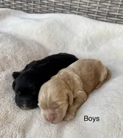 Rocko, a male Cockapoo for sale in Wellford, SC – Photo 6 of 6