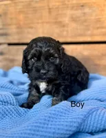 Rocko, a male Cockapoo for sale in Wellford, SC – Photo 3 of 6