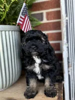 Rocko, a male Cockapoo for sale in Wellford, SC – Photo 1 of 6