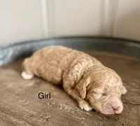 Penny, a female Cockapoo for sale in Wellford, SC – Photo 2 of 2