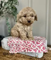 Penny, a female Cockapoo for sale in Wellford, SC – Photo 1 of 2