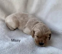 Missy, a female Cockapoo for sale in Wellford, SC – Photo 5 of 7