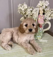 Missy, a female Cockapoo for sale in Wellford, SC – Photo 3 of 7