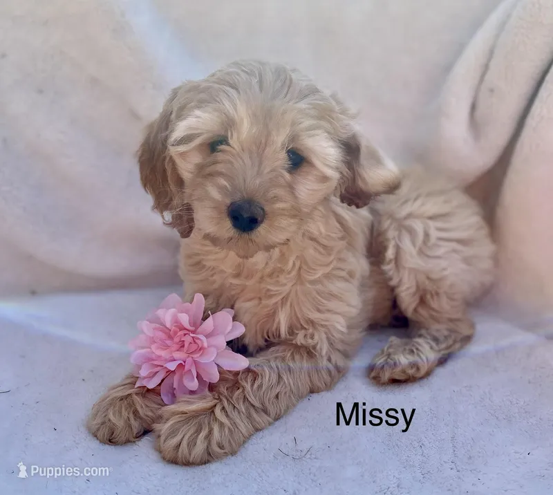 Missy, a female Cockapoo for sale in Wellford, SC – Photo 1 of 7