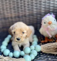 Missy, a female Cockapoo for sale in Wellford, SC – Photo 4 of 7
