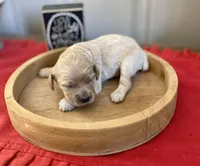 Missy, a female Cockapoo for sale in Wellford, SC – Photo 6 of 7