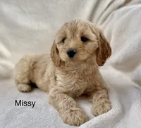 Missy, a female Cockapoo for sale in Wellford, SC – Photo 2 of 7