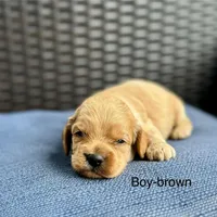 Johnny, a male Cockapoo for sale in Wellford, SC – Photo 2 of 2