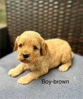 Johnny, a male Cockapoo for sale in Wellford, SC – Photo 1 of 2