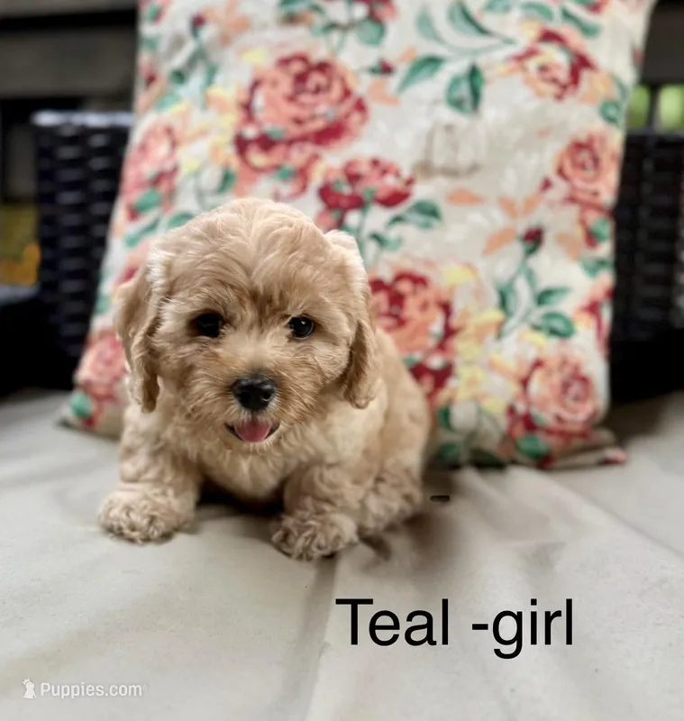 Karlie, a female Cockapoo and Poodle - Miniature  for sale in Wellford, SC – Photo 1 of 2