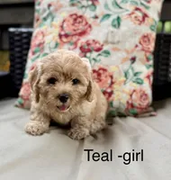 Karlie, a female Cockapoo and Poodle - Miniature  for sale in Wellford, SC – Photo 1 of 2