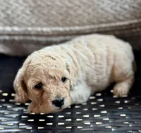 Karlie, a female Cockapoo and Poodle - Miniature  for sale in Wellford, SC – Photo 2 of 2