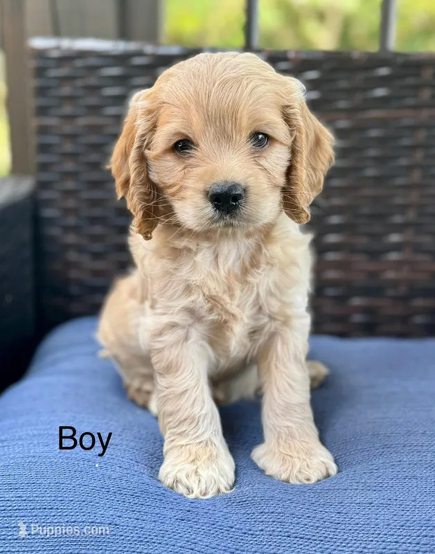 Toby, a male Cockapoo for sale in Wellford, SC – Photo 1 of 3