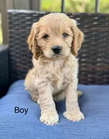 Toby, a male Cockapoo for sale in Wellford, SC – Photo 1 of 3