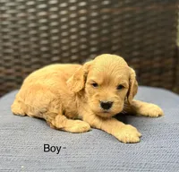 Toby, a male Cockapoo for sale in Wellford, SC – Photo 2 of 3