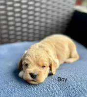 Toby, a male Cockapoo for sale in Wellford, SC – Photo 3 of 3