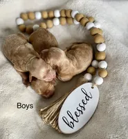 Toby, a male Cockapoo for sale in Wellford, SC – Photo 3 of 3