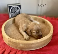 Toby, a male Cockapoo for sale in Wellford, SC – Photo 2 of 3