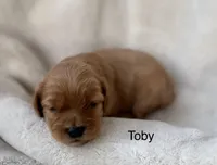 Toby, a male Cockapoo for sale in Wellford, SC – Photo 1 of 3
