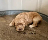 Goldy, a female Cockapoo for sale in Wellford, SC – Photo 2 of 2