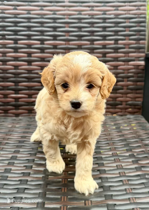 Bella – Cockapoo puppy for sale in Wellford, SC