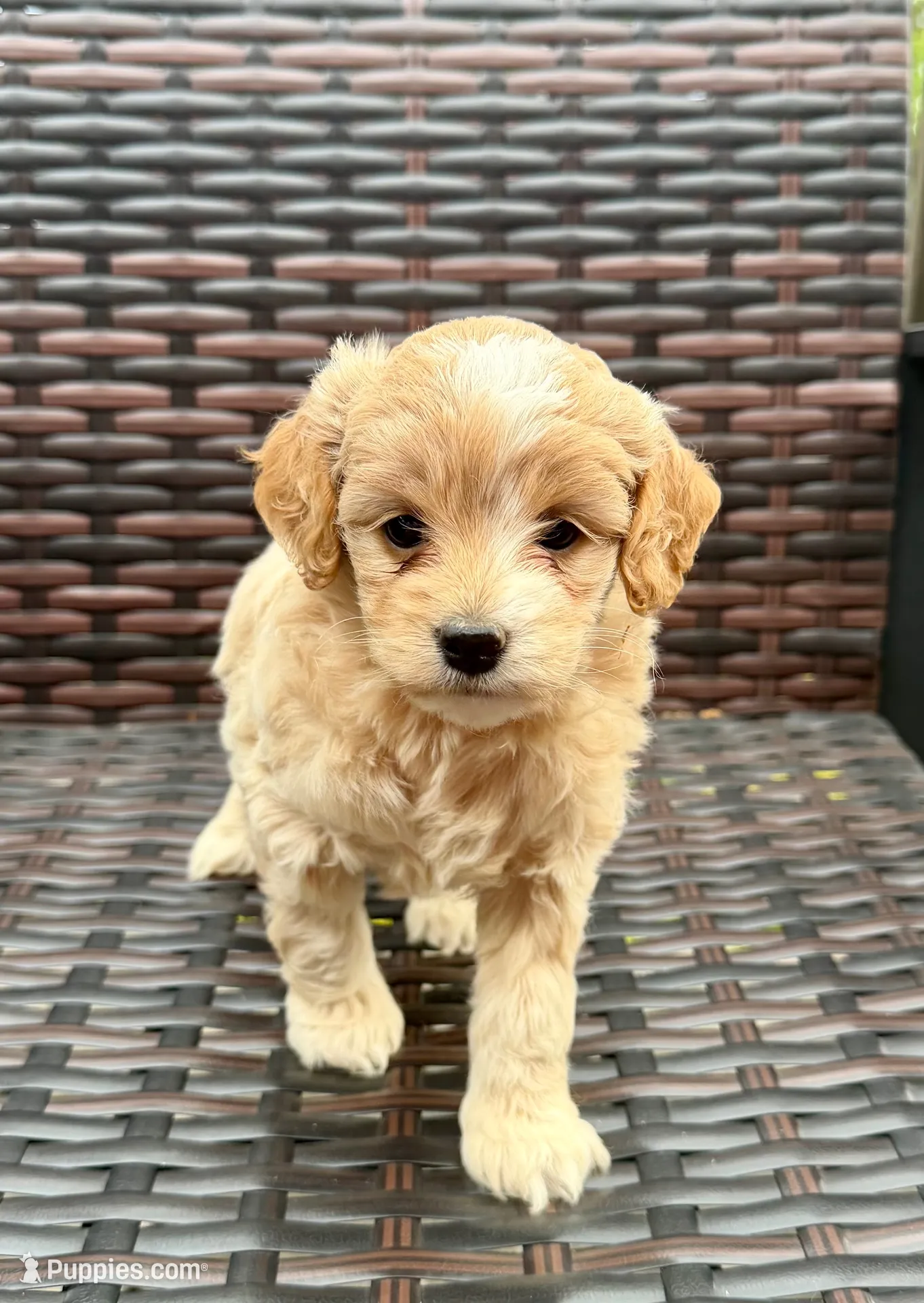 Bella, a female Cockapoo for sale in Wellford, SC – 3 of 5