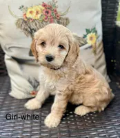 Sunny, a female Cockapoo for sale in Wellford, SC – Photo 2 of 4