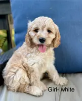 Sunny, a female Cockapoo for sale in Wellford, SC – Photo 1 of 4