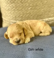 Sunny, a female Cockapoo for sale in Wellford, SC – Photo 4 of 4