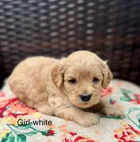 Sunny, a female Cockapoo for sale in Wellford, SC – Photo 3 of 4