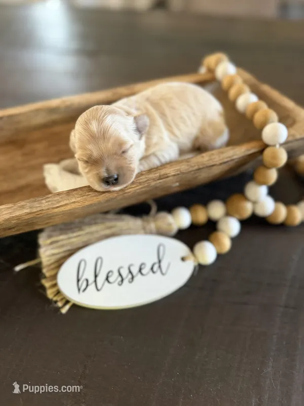 Nella, a female Cockapoo for sale in Wellford, SC – Photo 1 of 1