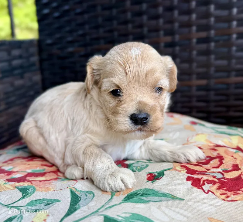Nella – Cockapoo puppy for sale in Wellford, SC